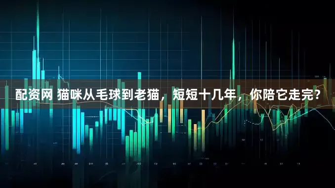 配资网 猫咪从毛球到老猫，短短十几年，你陪它走完？