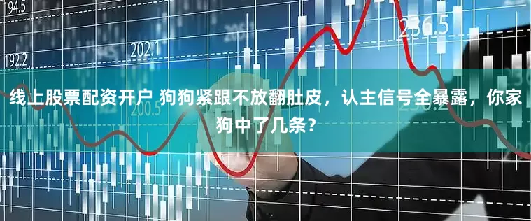 线上股票配资开户 狗狗紧跟不放翻肚皮，认主信号全暴露，你家狗中了几条？